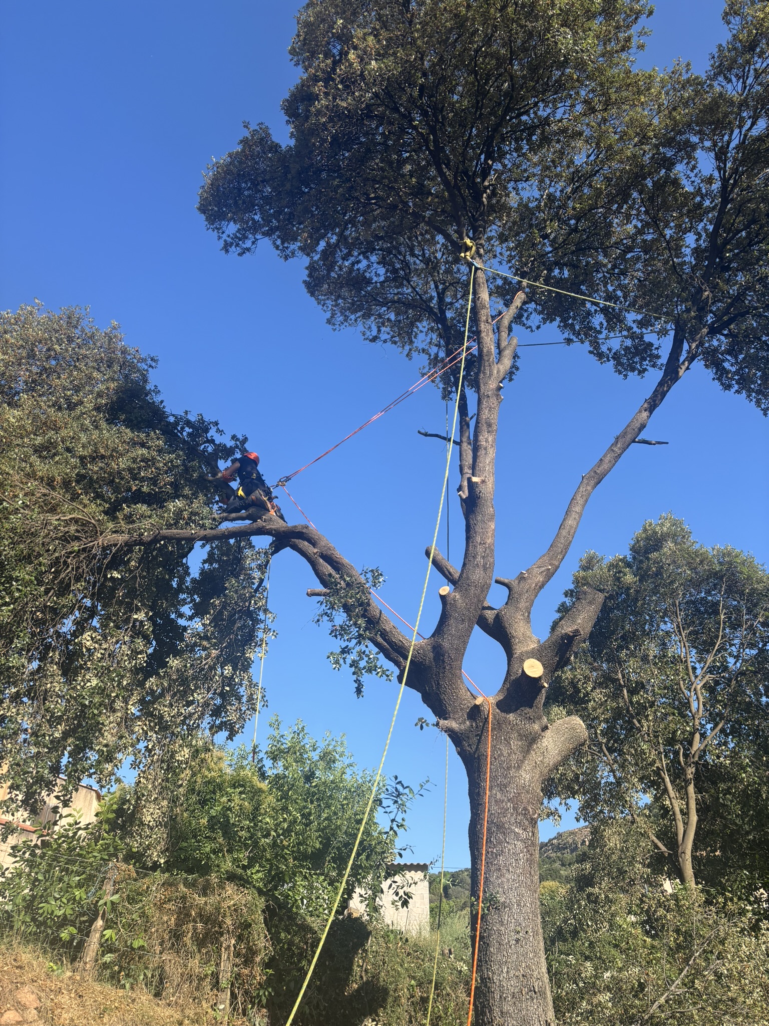 Démontage d'un chêne surplombant une habitation à Afa par Corse Elagage