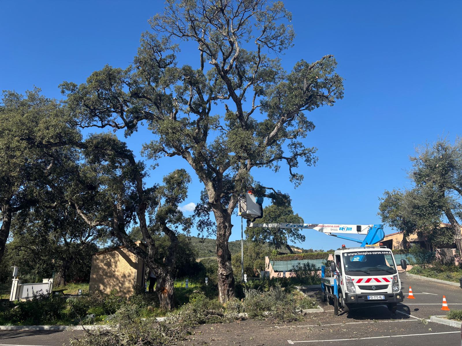 Taille des branches mortes sur un chêne liege dangereux à Ajaccio par Corse Elagage