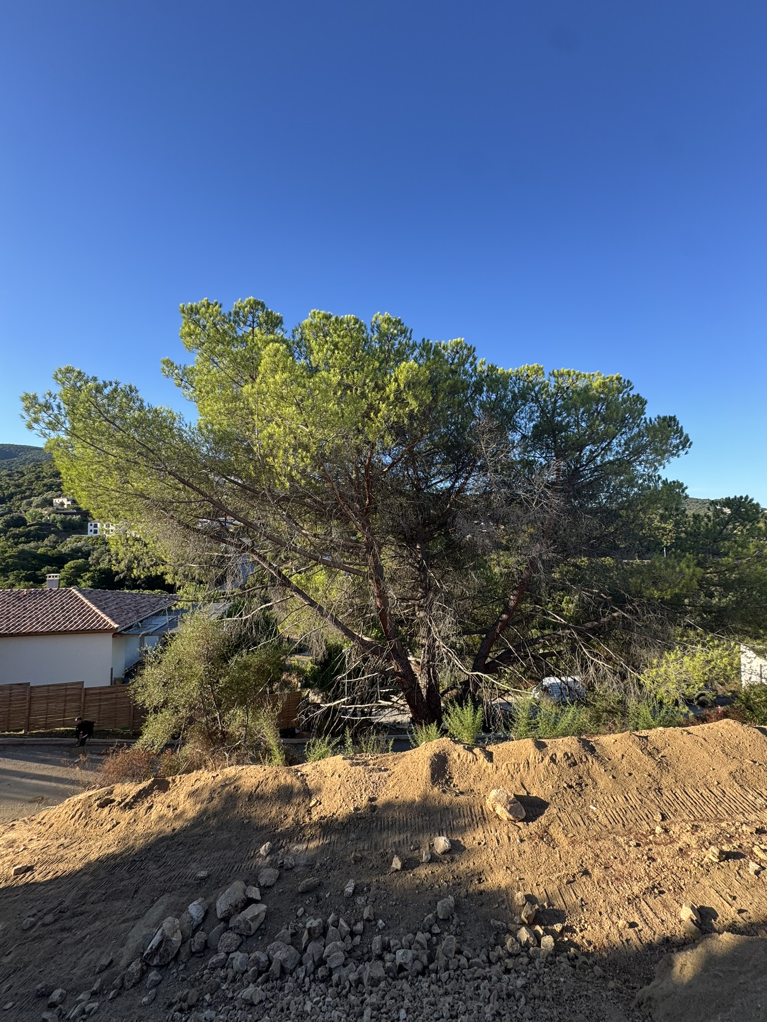 Pin avant élagage à Pietrosella