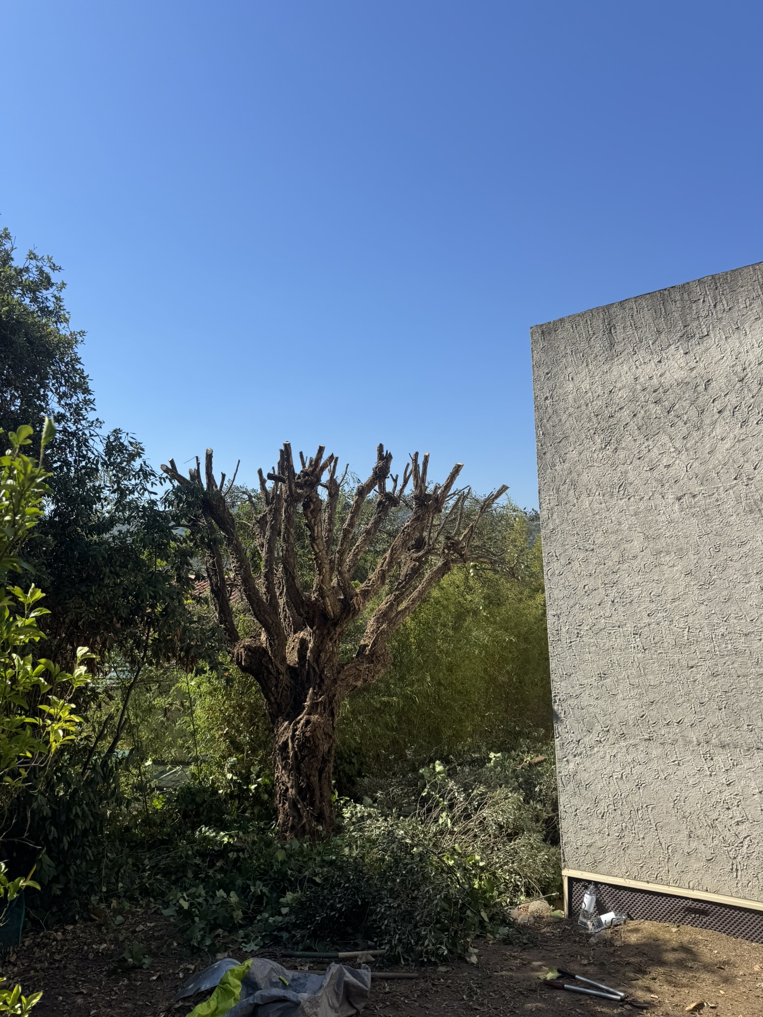 Nettoyage et élagage d'un chêne liège sur Porticcio par CORSE ELAGAGE