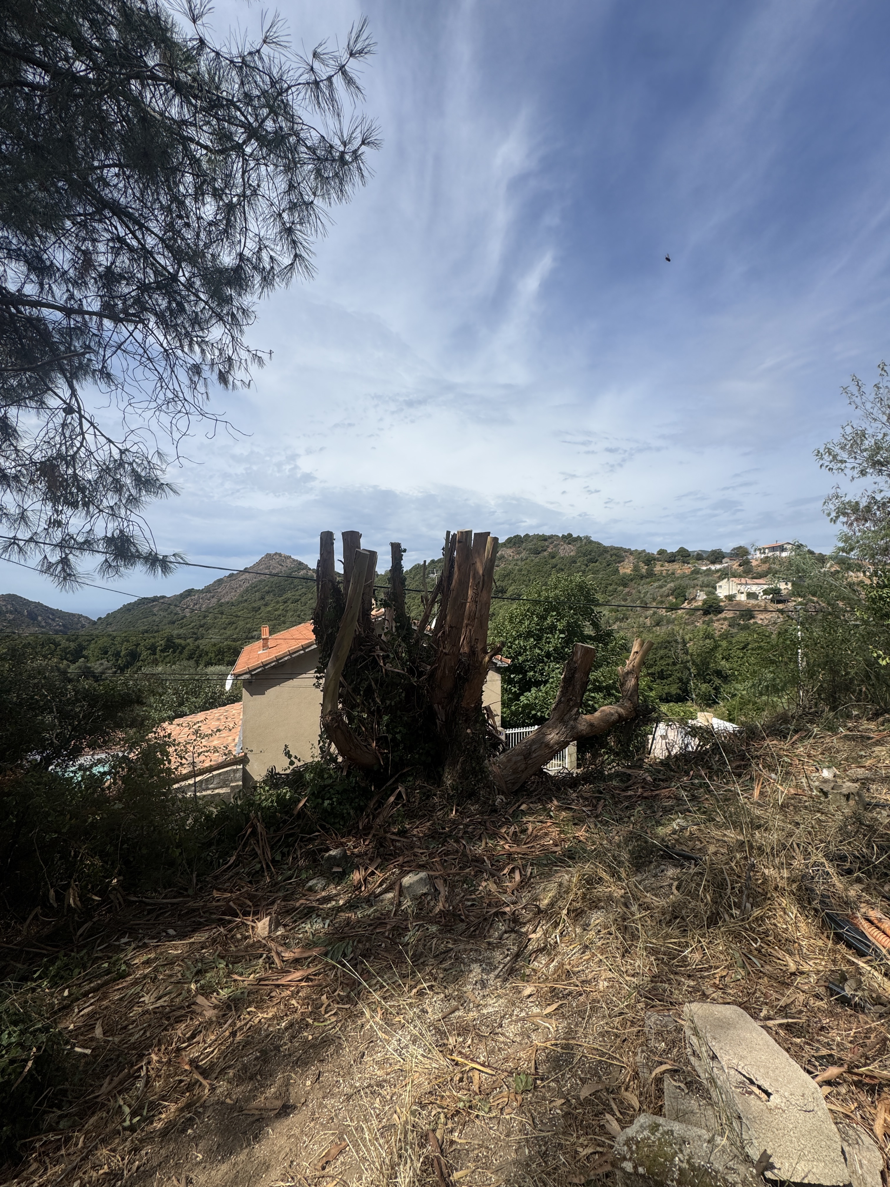 Rabattage d'un eucalyptus à perche dangereux par CORSE ELAGAGE