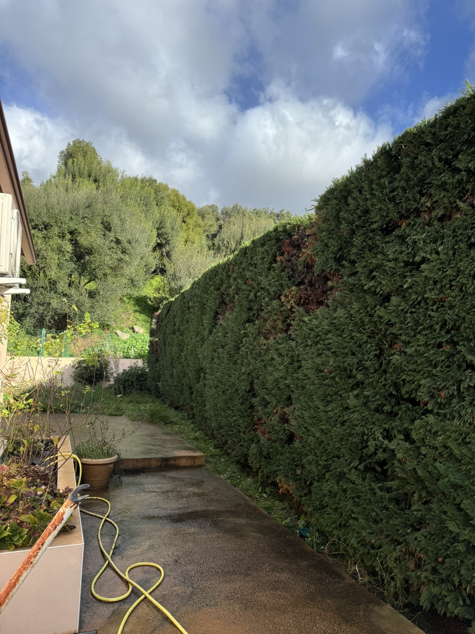 Taille d'une haie de cyprès à Alata par Corse Elagage