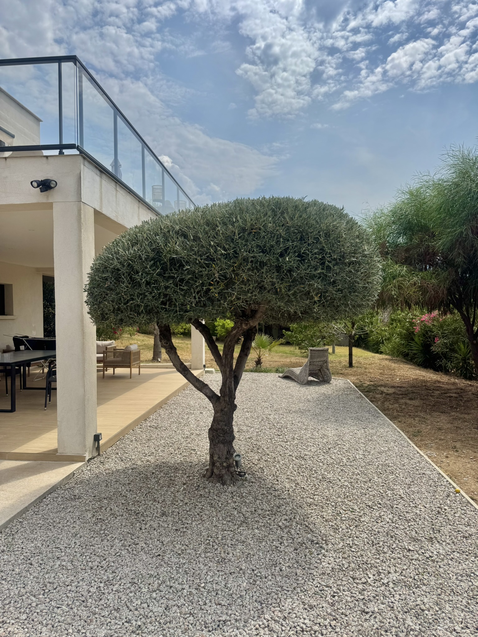 Élagage d’un petit olivier sur la Rive Sud par Corse Elagage