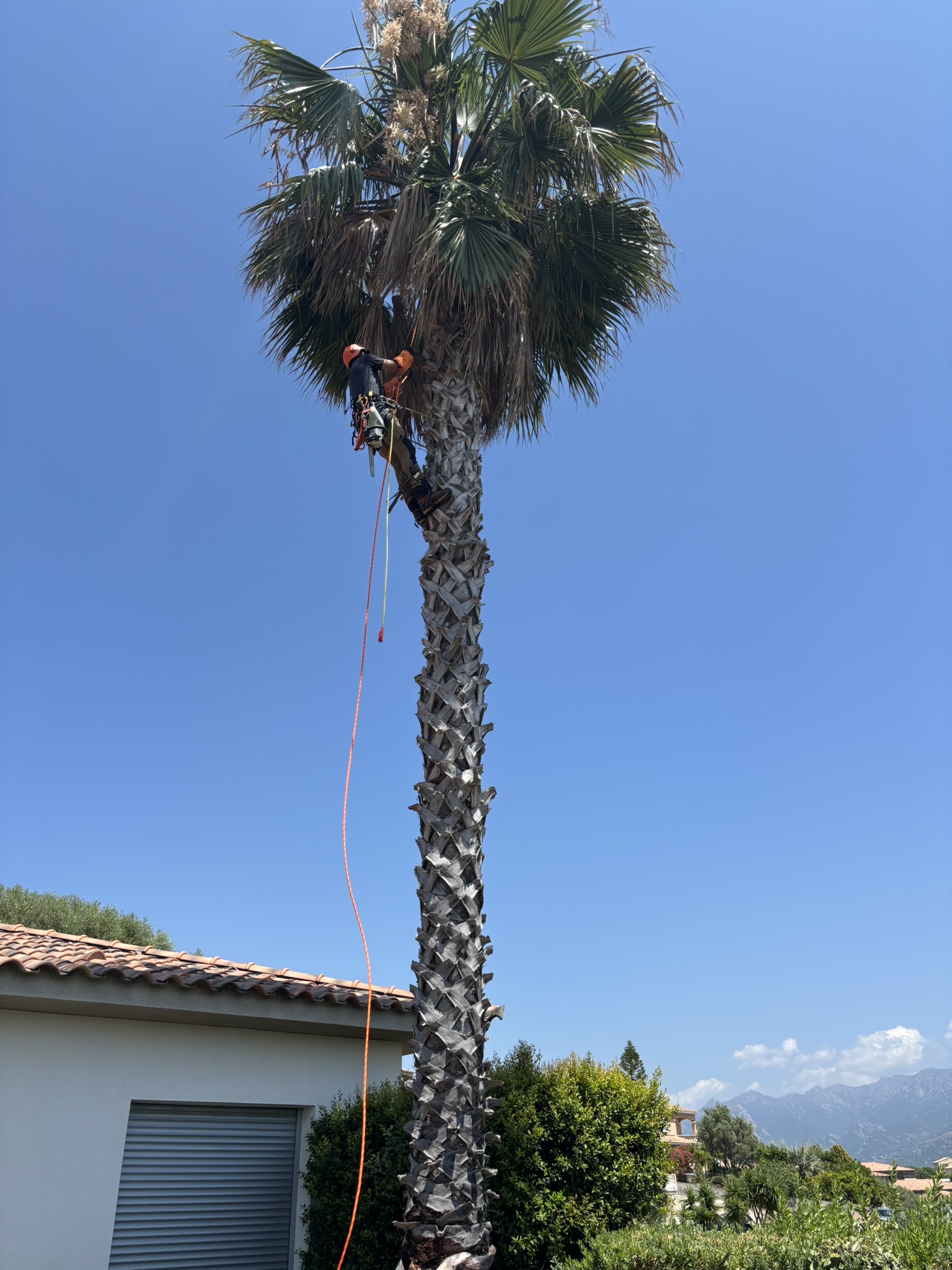 Taille d'un plamier à Afa par CORSE ELAGAGE