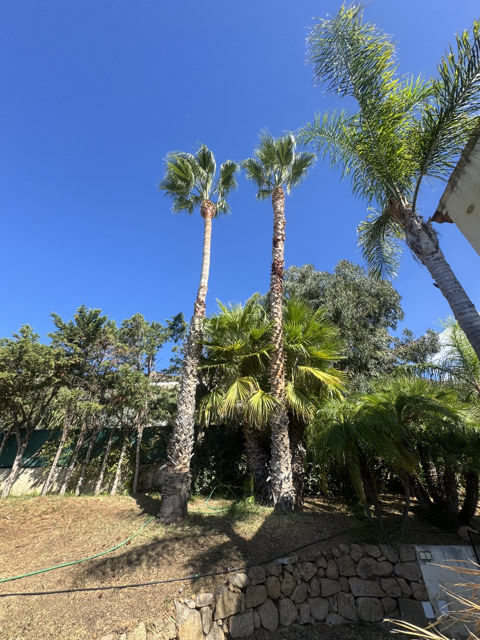 Taille de deux palmiers aux Sanguianires par Corse Elagage